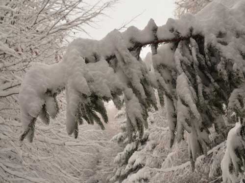 Foto Albe straie efemere (c) Petru Goja